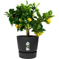 Elho 30cm Living Black Greenville Round Planter 8 Elho 30cm Living Black Greenville Round Planter -Planters Kit Sales 8711904332358 2