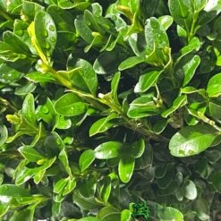 Planters Kit Sales -Planters Kit Sales 8717191007740 2