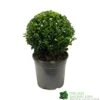 Buxus Sempervirens Ball Topiay Plant 17cm Pot 2 Buxus Sempervirens Ball Topiay Plant 17cm Pot -Planters Kit Sales 8717191007740 eb4844a3 642d 4647 8302 44500d2c8eb0
