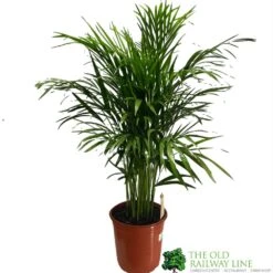 Areca Dypsis Lutescens Indoor Palm 1.5m Tall