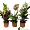 Calathea (Mixed Variety) Houseplant 14cm Pot -Planters Kit Sales 8717432220990