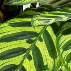 Calathea (Mixed Variety) Houseplant 14cm Pot -Planters Kit Sales 8717432220990 3