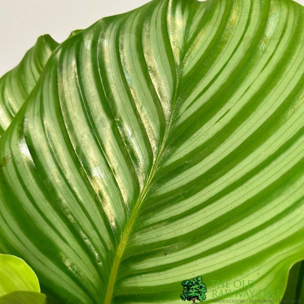Calathea 'Orbifolia' Houseplant 14cm Pot 4 Calathea 'Orbifolia' Houseplant 14cm Pot - Image 2