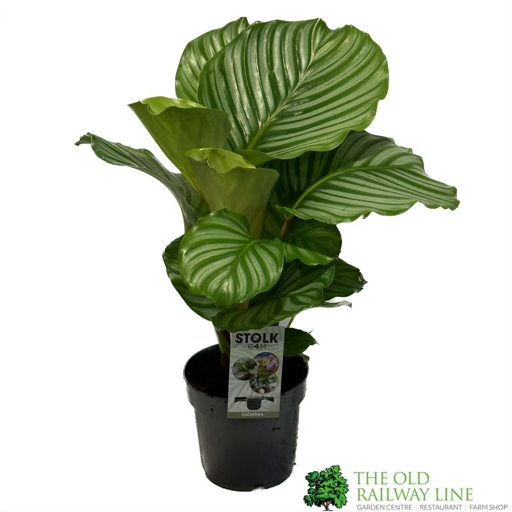 Calathea 'Orbifolia' Houseplant 14cm Pot 3 Calathea 'Orbifolia' Houseplant 14cm Pot