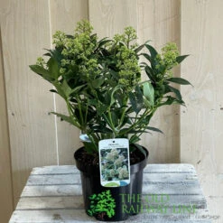 Skimmia Japonica 'Fragrant Cloud' 2Ltr Pot (NL) -Planters Kit Sales 8718985102719 2