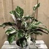 Calathea 'White Fusion' Rare Houseplant 14cm Pot 2 Calathea 'White Fusion' Rare Houseplant 14cm Pot -Planters Kit Sales 8718985394831