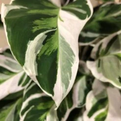 Calathea 'White Fusion' Rare Houseplant 14cm Pot -Planters Kit Sales 8718985394831 3