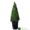 Buxus Cone Topiary Plant 7.5Ltr Pot (NL) -Planters Kit Sales 8718985492360