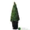 Buxus Pyramid Topiary Plant 22cm Pot -Planters Kit Sales 8718985492360 2a862edb 6912 4bf6 ba7b 51f24962f89e