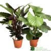 Calathea Houseplant (Mixed Varieties) 19cm Pot -Planters Kit Sales 8718985581125