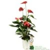 Anthurium 'Red Champion' Plant 14cm Pot -Planters Kit Sales 8718985582894
