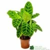 Calathea 'Zebrina' Zebra Plant 14cm Pot 1 Calathea 'Zebrina' Zebra Plant 14cm Pot -Planters Kit Sales 8718985714967