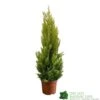 Cupressus Goldcrest 'Wilma' Pyramid 23cm Pot (NL) -Planters Kit Sales 8718985830919 dddf7b2d 8ab5 4fb4 b8dc da67bfd9d59a