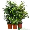 Ficus Benjamina Mixed Variety 19cm 2 Ficus Benjamina Mixed Variety 19cm -Planters Kit Sales 8719127092356