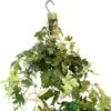 Cissus 'Ellen Danica' Hanging Indoor Ivy 17cm Pot -Planters Kit Sales 8719127745733
