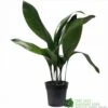 Aspidistra 'Cast Iron' Houseplant 17cm Pot 1 Aspidistra 'Cast Iron' Houseplant 17cm Pot -Planters Kit Sales 8719127861174