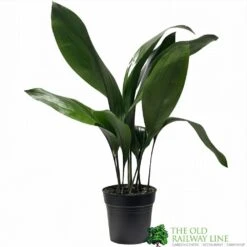 Aspidistra 'Cast Iron' Houseplant 17cm Pot