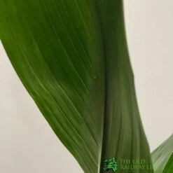 Aspidistra 'Cast Iron' Houseplant 17cm Pot -Planters Kit Sales 8719127861174 3