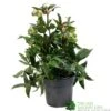 Helleborus ? Sahinii 'Winterbells' Hellebore 3Ltr Pot -Planters Kit Sales 8719323105270