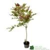 Syringa Microphylla Lilac Standard 3Ltr Pot -Planters Kit Sales 8719323111707