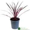 Cordyline Australis 'Pink Passion' 2Ltr Pot -Planters Kit Sales 8719323141193
