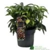 Hellebore 'Dacaya' Helleborus Plant 3Ltr Pot 2 Hellebore 'Dacaya' Helleborus Plant 3Ltr Pot -Planters Kit Sales 8719323773011