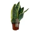 Sansevieria Trifasciata 'Futura Superba' Succulent Houseplant 12cm Pot 1 Sansevieria Trifasciata 'Futura Superba' Succulent Houseplant 12cm Pot -Planters Kit Sales 8719522707886
