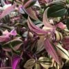 Tradescantia Hanging 17cm Pot Assorted Colours Available -Planters Kit Sales 8719562620954