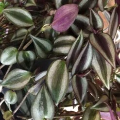 Tradescantia Hanging 17cm Pot Assorted Colours Available -Planters Kit Sales 8719562620954 3