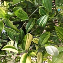 Tradescantia Hanging 17cm Pot Assorted Colours Available -Planters Kit Sales 8719562620954 4