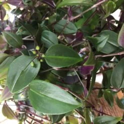 Tradescantia Hanging 17cm Pot Assorted Colours Available -Planters Kit Sales 8719562620954 5