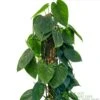 Philodendron 'Scandens' Houseplant On Moss Pole 1.5m Tall -Planters Kit Sales 8719562745091