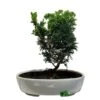 Bonsai Tree 'Chamaecyparis' Outdoor Bonsai 20cm Pot -Planters Kit Sales 8719562861814