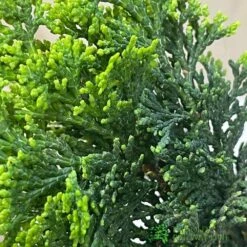 Bonsai Tree 'Chamaecyparis' Outdoor Bonsai 20cm Pot -Planters Kit Sales 8719562861814 3